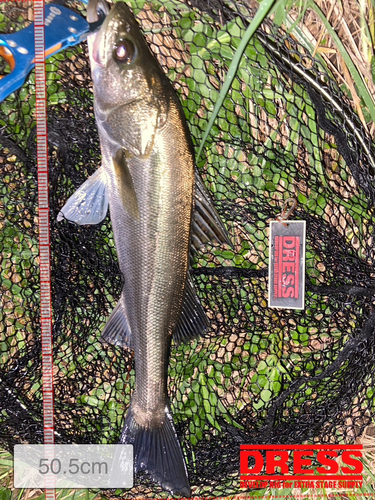 シーバスの釣果