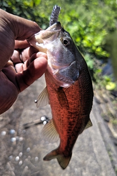 ラージマウスバスの釣果