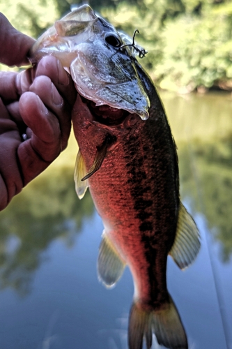 ラージマウスバスの釣果