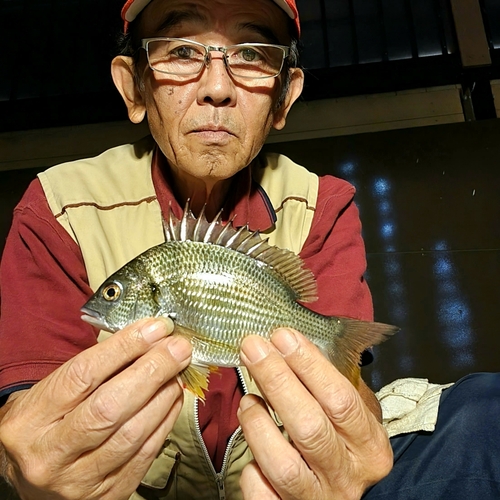 キチヌの釣果