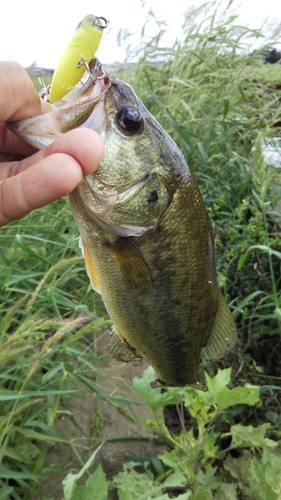 ラージマウスバスの釣果