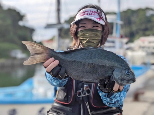 メジナの釣果