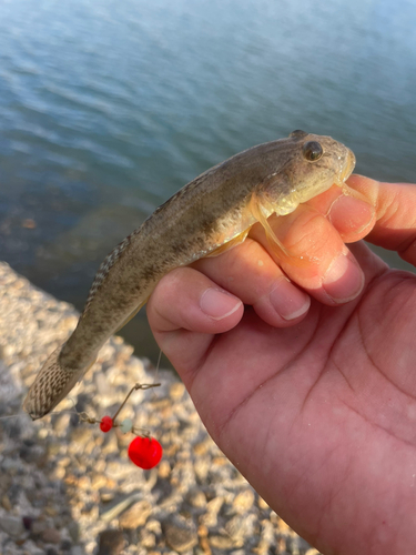 マハゼの釣果