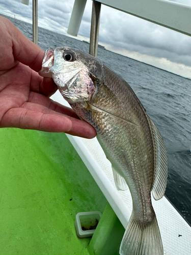 イシモチの釣果