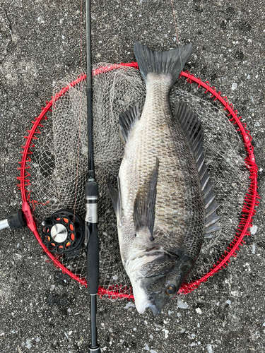 クロダイの釣果