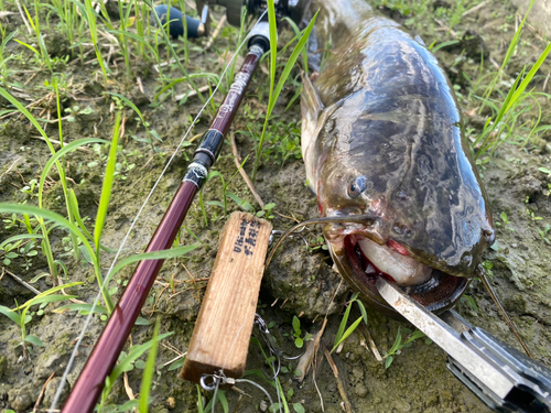 ナマズの釣果