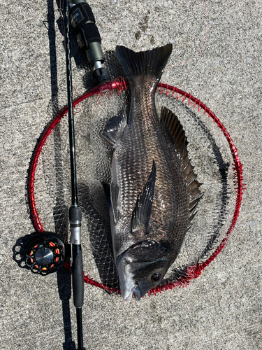 クロダイの釣果