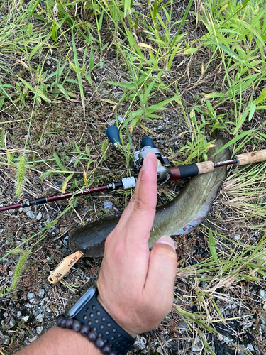 ナマズの釣果