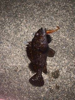 オウゴンムラソイの釣果