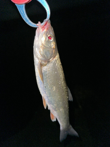 ウグイの釣果