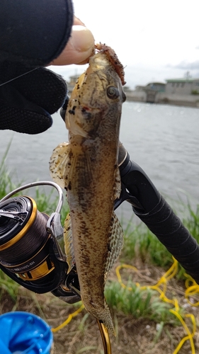 マハゼの釣果