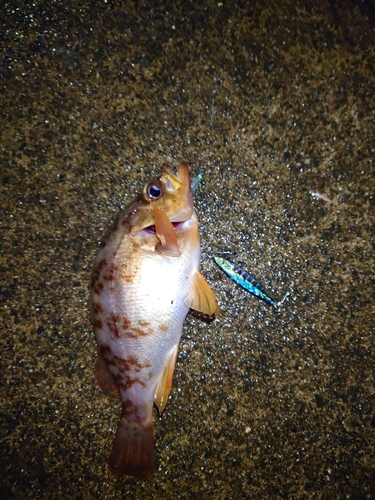 メバルの釣果