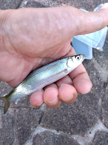 ワタカの釣果