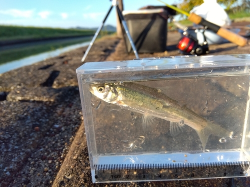 モロコの釣果