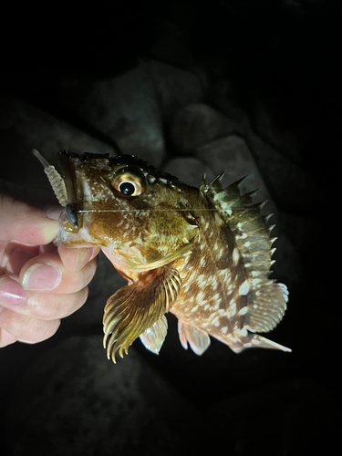 ガシラの釣果