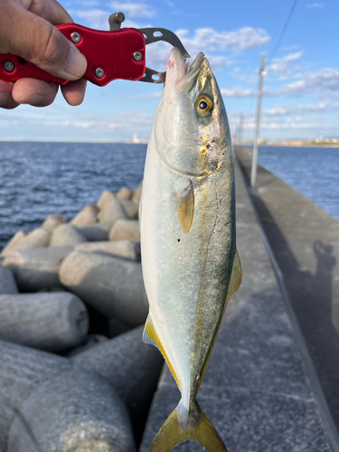 ハマチの釣果