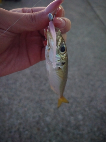 マアジの釣果