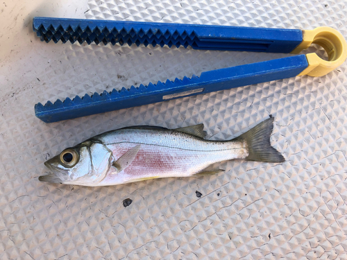 セイゴ（ヒラスズキ）の釣果