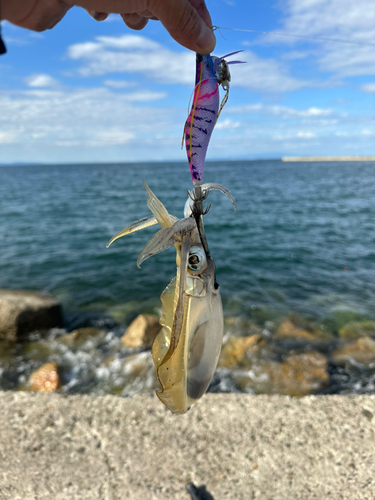 アオリイカの釣果