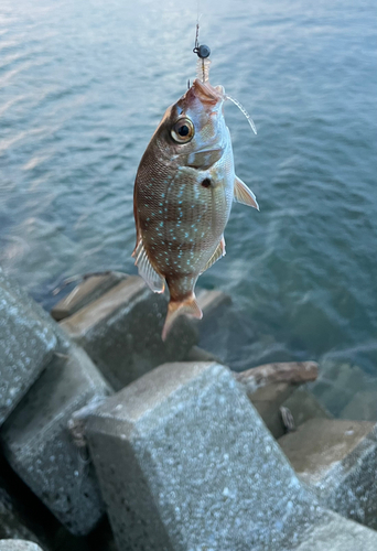 チャリコの釣果