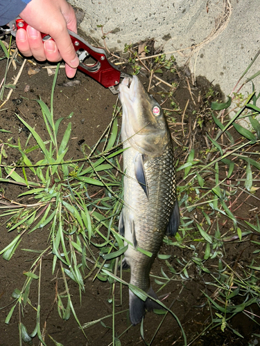 ニゴイの釣果