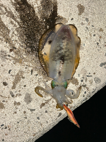 アオリイカの釣果