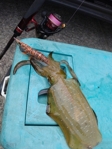 アオリイカの釣果