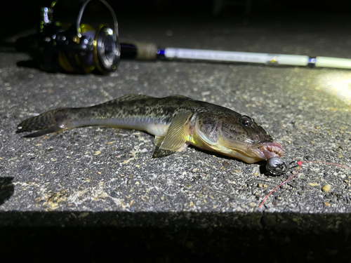 ハゼの釣果