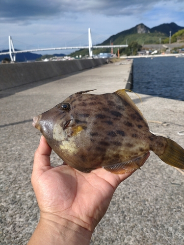 カワハギの釣果