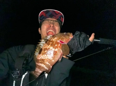 キジハタの釣果