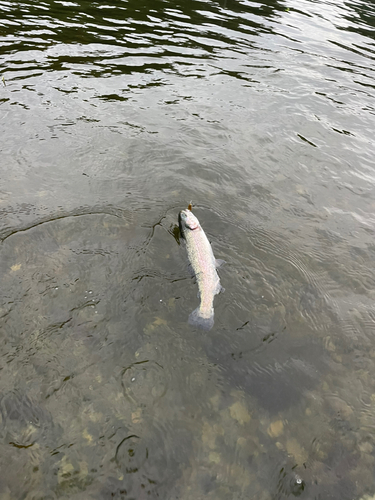 ニジマスの釣果