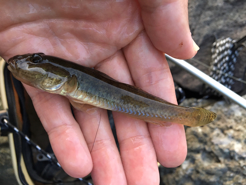 マハゼの釣果