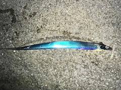 タチウオの釣果