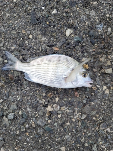 キビレの釣果