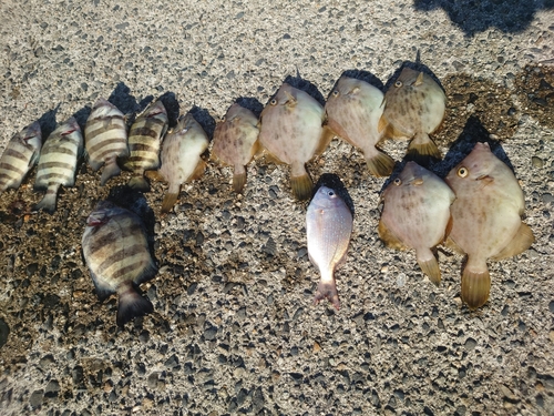 イシダイの釣果