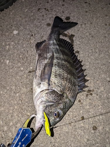 クロダイの釣果