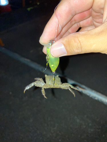 カニの釣果