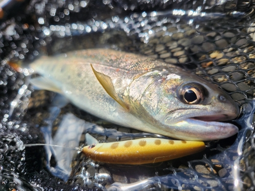 アマゴの釣果