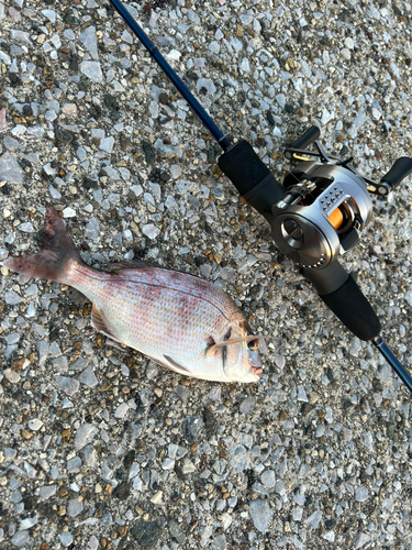 チャリコの釣果