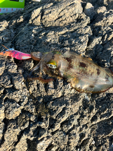 アオリイカの釣果