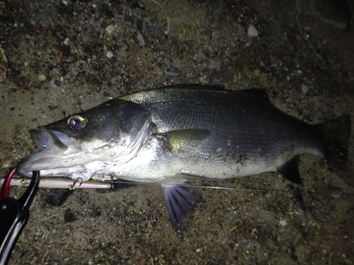 フッコ（ヒラスズキ）の釣果