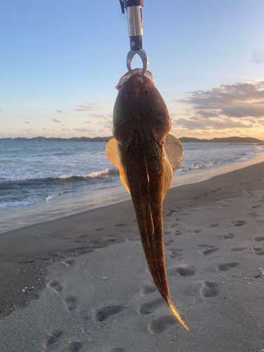 マゴチの釣果