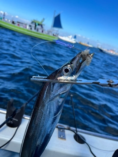 タチウオの釣果