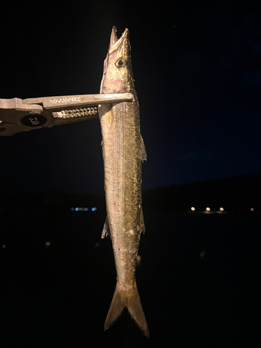 カマスの釣果