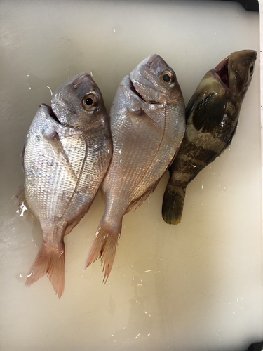 レンコダイの釣果