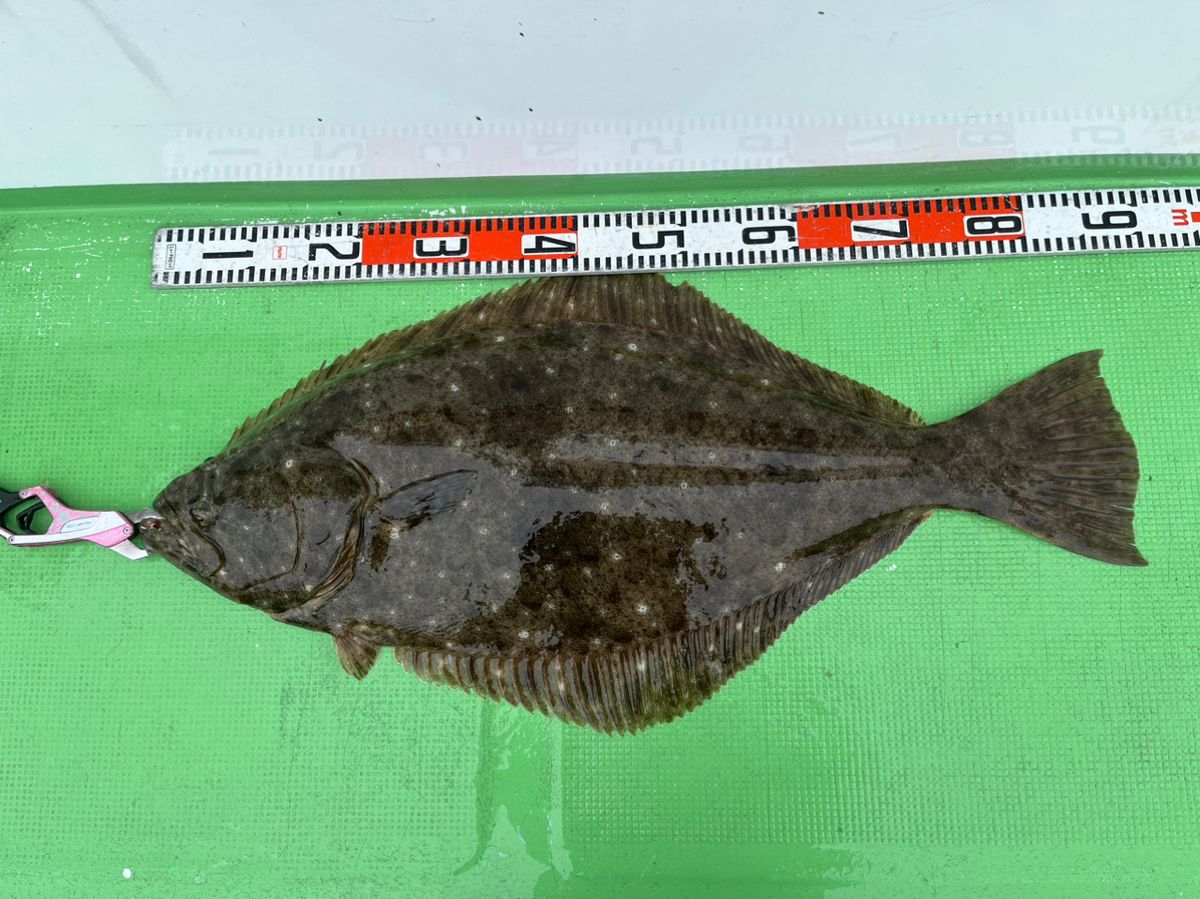 ほなみさんの釣果 3枚目の画像