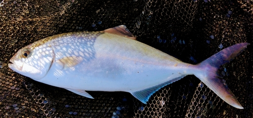 カンパチの釣果