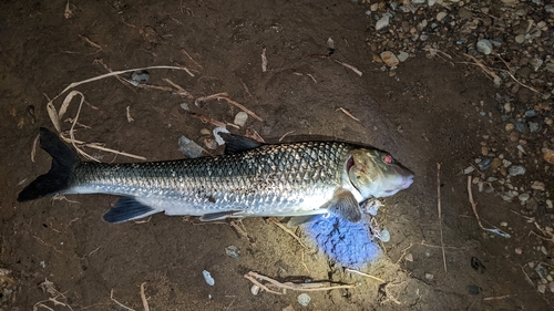 ニゴイの釣果