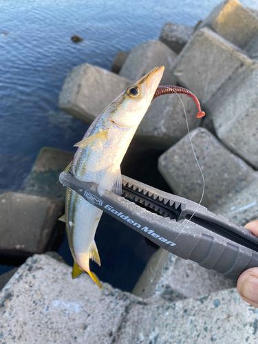 カマスの釣果