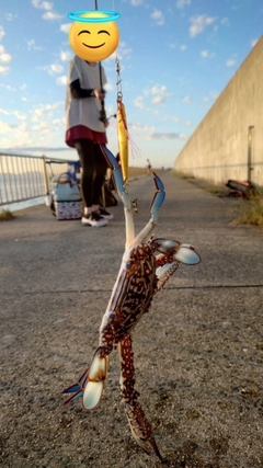 タイワンガザミの釣果